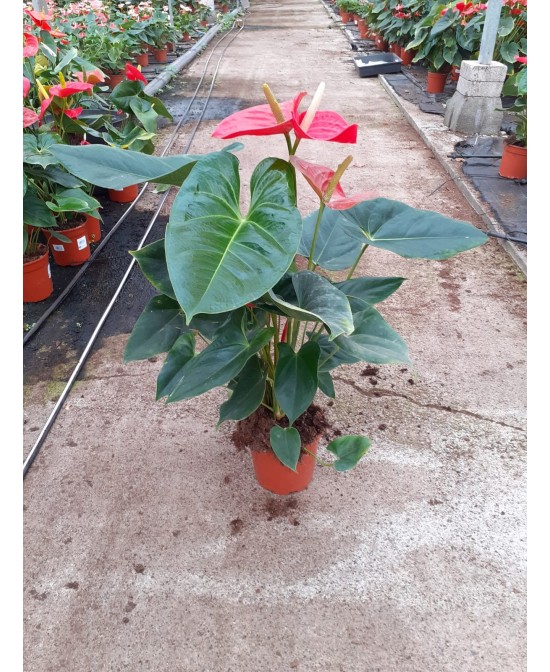 ANTHURIUM