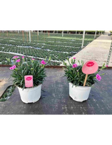 DIANTHUS PINK JARDINERA