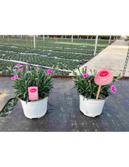 DIANTHUS PINK JARDINERA