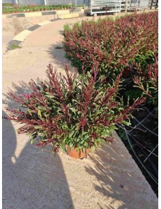 GAURA INDHEIMERI 1.6L