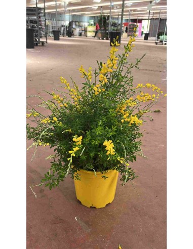 CYTISUS C20