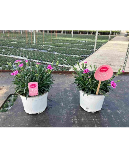 DIANTHUS MIX M12