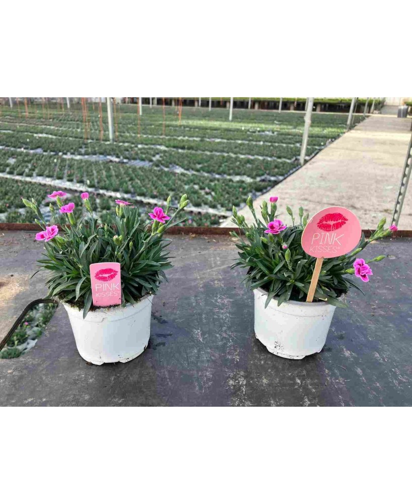 DIANTHUS MIX M12