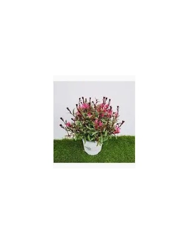 Gaura: Planta Perenne Resistente con Floración Blanca y Rosada para Jardines Soleados

