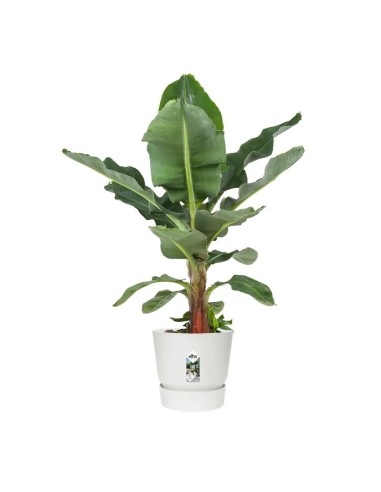 MACETA GREENVILLE REDONDA 40CM  BLANCO