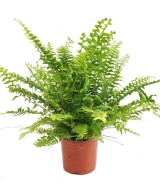 Nephrolepis Green Lady  Helecho Verde para Interior que Purifica el Aire | Endanea Garden

