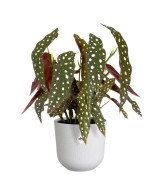 Maceta Jazz Redonda 14cm Silky Blanco  Elegancia y Modernidad para tus Plantas