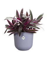 Maceta Jazz Redonda 16cm Lila | Diseño Moderno y Vibrante para Tu Hogar y Jardín

