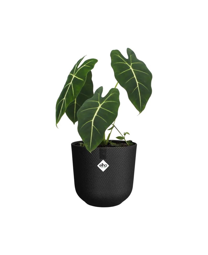 Maceta Jazz Redonda 19cm Negra | Diseño Moderno y Elegante para Hogar y Jardín

