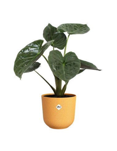 Maceta Jazz 26cm Amarillo  Diseño Vibrante y Funcional para Plantas | Endanea Garden