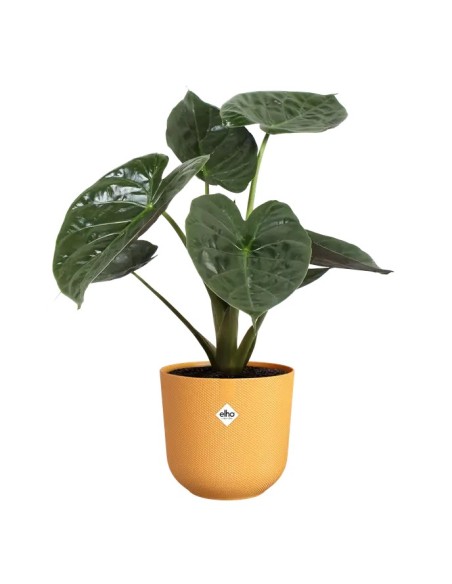 Maceta Jazz 26cm Amarillo  Diseño Vibrante y Funcional para Plantas | Endanea Garden