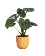 Maceta Jazz 26cm Amarillo  Diseño Vibrante y Funcional para Plantas | Endanea Garden