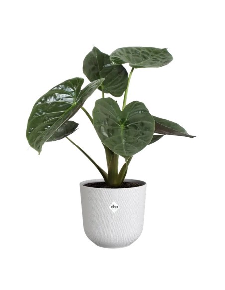Maceta Jazz Redonda Silky 30cm Blanco  Elegancia y Durabilidad | Endanea Garden