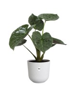 Maceta Jazz Redonda Silky 30cm Blanco  Elegancia y Durabilidad | Endanea Garden
