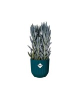 Maceta Vibes Fold Redonda 16cm Azul  Diseño Moderno y Plegable para Plantas


