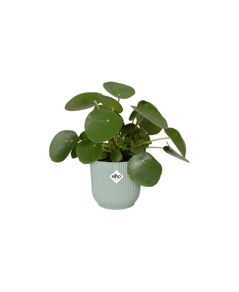 Maceta Vibes Fold Redonda Mini 16 Verde  Ideal para Suculentas y Plantas Pequeñas

