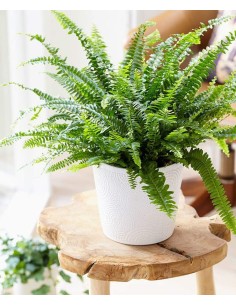 Nephrolepis Green Lady  Helecho Verde para Interior que Purifica el Aire | Endanea Garden

 2