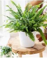 Nephrolepis Green Lady  Helecho Verde para Interior que Purifica el Aire | Endanea Garden

