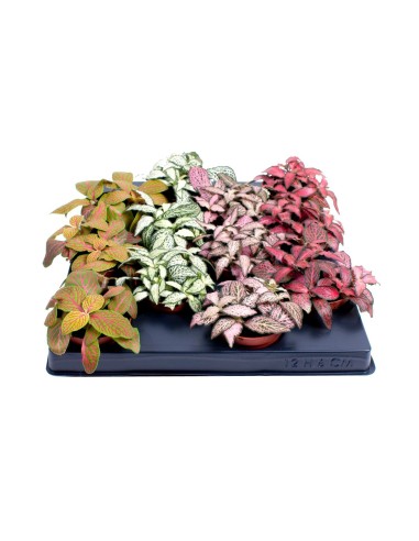 Fitonia Planta de Interior - Elegancia Verde y Fácil Cuidado | Endanea Garden

