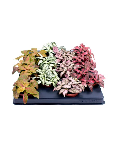 Fitonia Planta de Interior - Elegancia Verde y Fácil Cuidado | Endanea Garden

