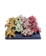 Fitonia Planta de Interior - Elegancia Verde y Fácil Cuidado | Endanea Garden

