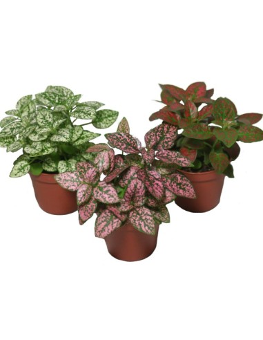 Hypoestes Planta de Lunares | Color y Frescura para tu Hogar - Endanea Garden

