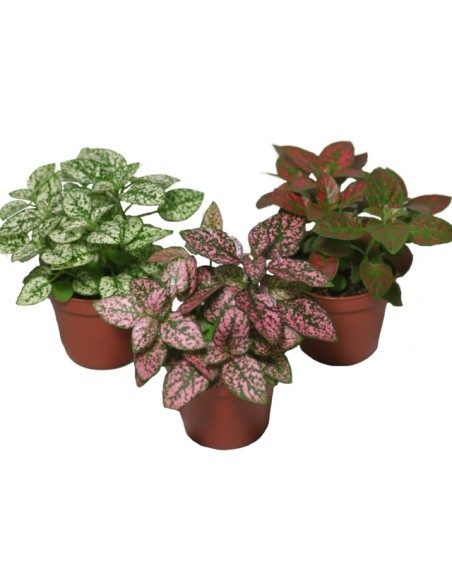 Hypoestes Planta de Lunares | Color y Frescura para tu Hogar - Endanea Garden

