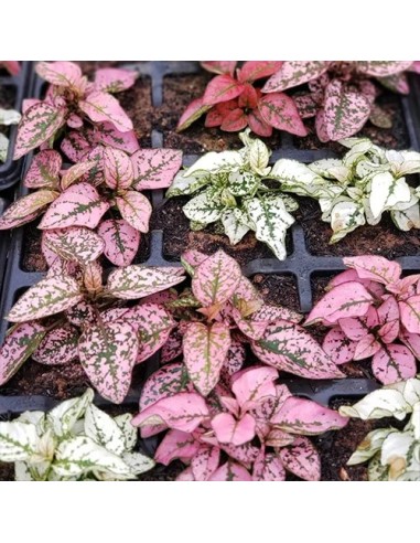 Hypoestes Planta de Lunares | Color y Frescura para tu Hogar - Endanea Garden

