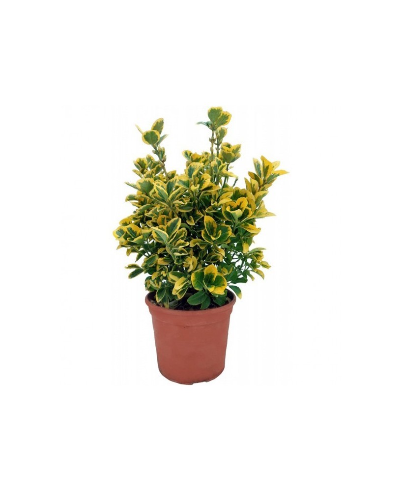 Evonymus Mix - Planta Decorativa y Versátil para Jardines y Terrazas | Endanea Garden

