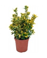 Evonymus Mix - Planta Decorativa y Versátil para Jardines y Terrazas | Endanea Garden

