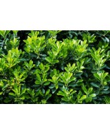Evonymus Mix - Planta Decorativa y Versátil para Jardines y Terrazas | Endanea Garden

