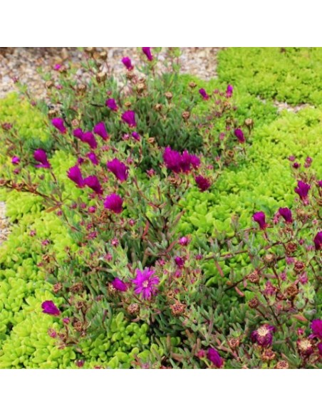 Lampranthus Aurantiacus - Planta Suculenta Tapizante con Flores Naranjas

