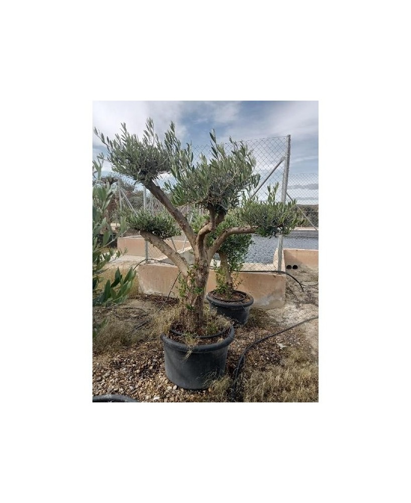 OLEA EUROPEA POMPON C-100L