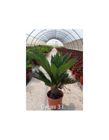 CYCAS REVOLUTA 2L