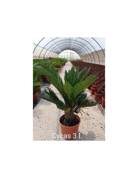 CYCAS REVOLUTA 2L