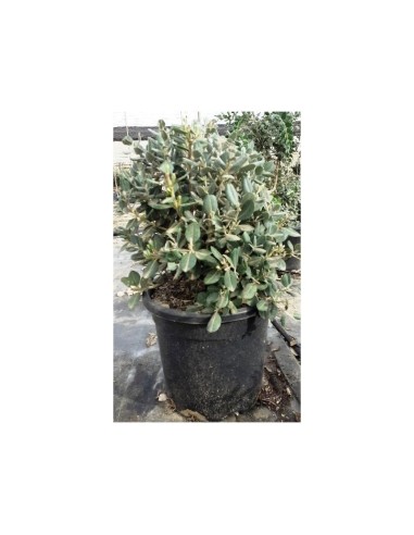 METROSIDEROS EXCELSA C-30