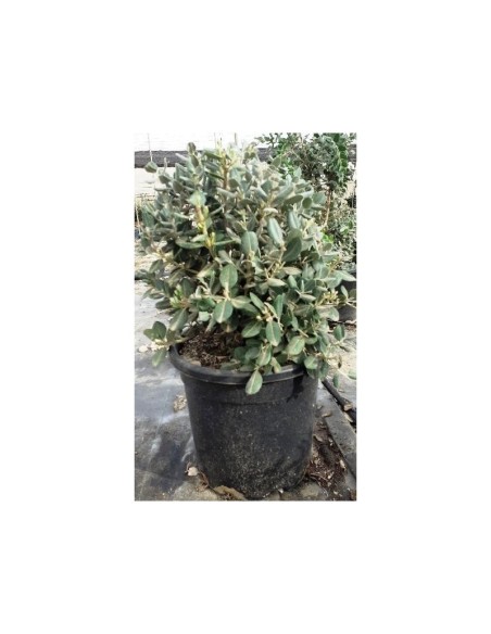 METROSIDEROS EXCELSA C-30