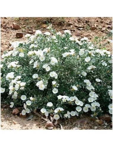 CONVOLVULUS CNEORUM C-5L