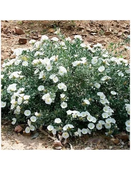 CONVOLVULUS CNEORUM C-5L