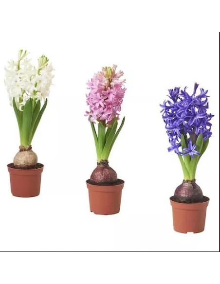 Hyacinthus Jacinto - Flores Fragantes y Coloridas para Jardín y Hogar | Endanea Garden

