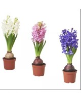 Hyacinthus Jacinto - Flores Fragantes y Coloridas para Jardín y Hogar | Endanea Garden

