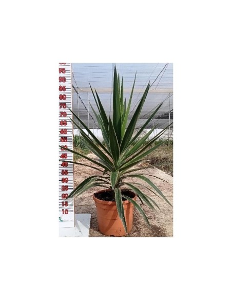 YUCCA PUCK COPA C-20L