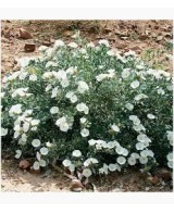 CONVOLVULUS CINEORUM 2.5L