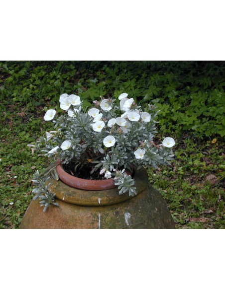 Convolvulus 1.6L | Planta Rastrera con Flores Blancas y Azules para Jardín

