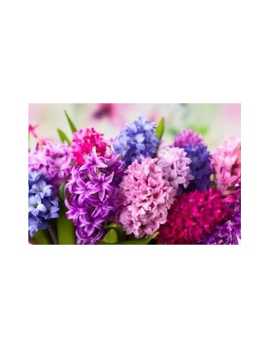 Hyacinthus Jacinto - Flores Fragantes y Coloridas para Jardín y Hogar | Endanea Garden

