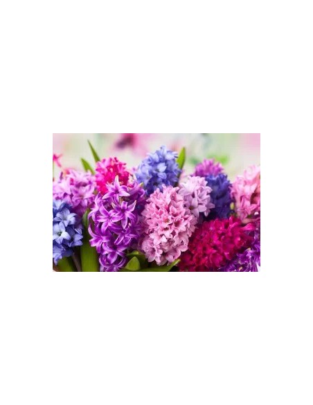 Hyacinthus Jacinto - Flores Fragantes y Coloridas para Jardín y Hogar | Endanea Garden

