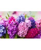 Hyacinthus Jacinto - Flores Fragantes y Coloridas para Jardín y Hogar | Endanea Garden

