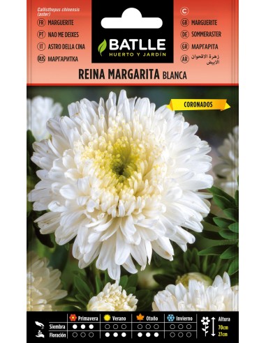 SEMILLAS REINA MARGARITA FLOR MARGARITA