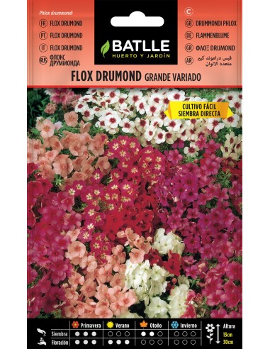 SEMILLA FLOX DRUMOND GRANDE BATLLE