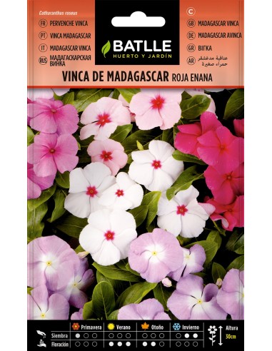 SEMILLA VINCA MADAGASCAR ROJA ENANA BATLLE